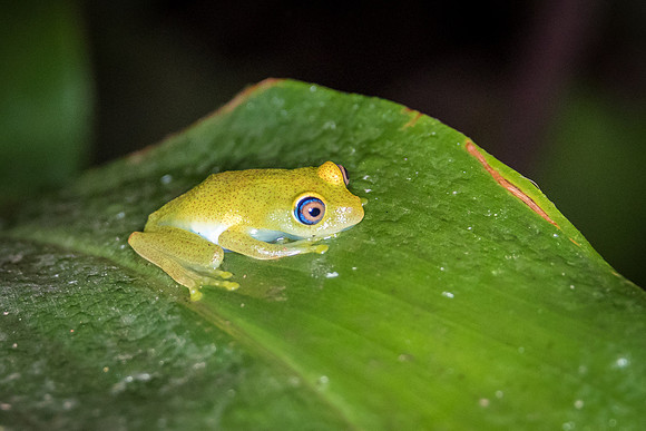 Green Bright-eyed Frog