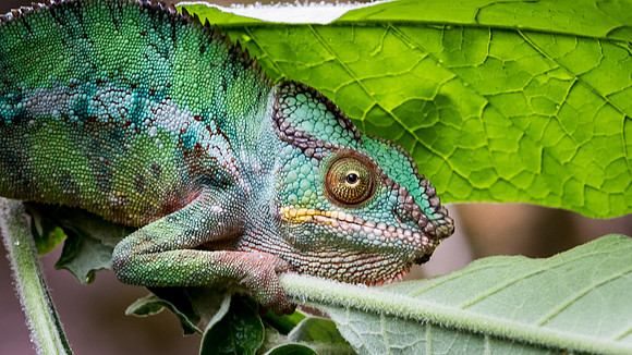 Chameleon -5