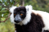 Hill's Ruffed Lemur -2
