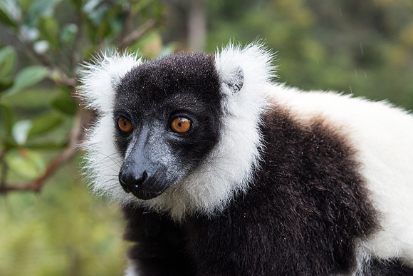 Hill's Ruffed Lemur -2
