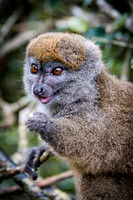 Grey Bamboo Lemur -2