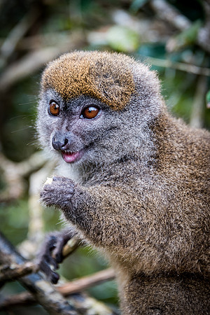 Grey Bamboo Lemur -2