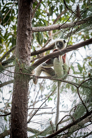 Coquerel's Sifaka -2