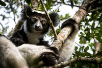 Indri -2