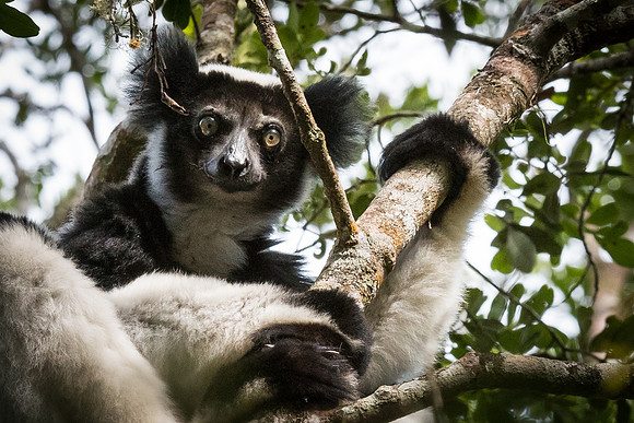 Indri -2