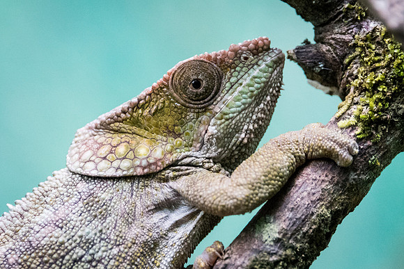 Chameleon -1