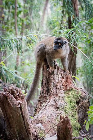 Brown Lemur -3