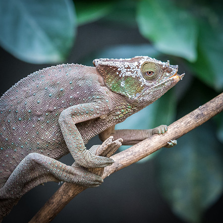 Chameleon -9