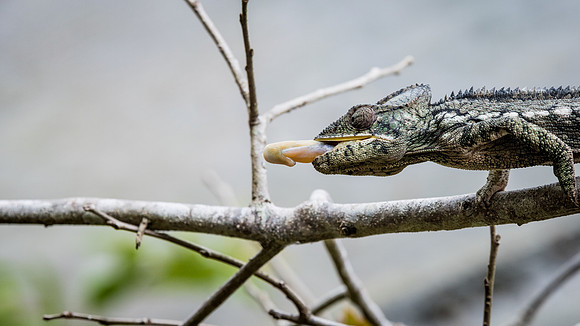 Chameleon Catching Grasshopper -2