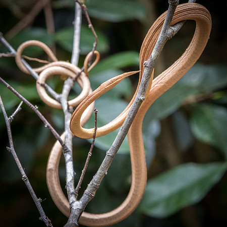 Leaf Nosed Snake