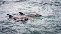 Bottlenose Dolphins
