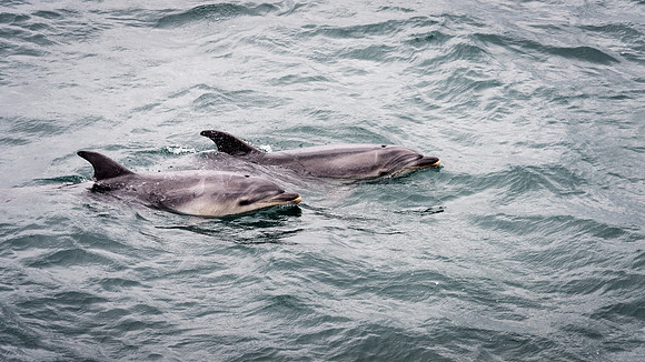 Bottlenose Dolphins