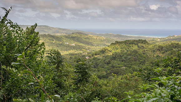 Barbados View