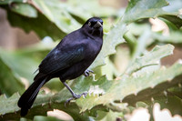 Carib Grackle (Blackbird)