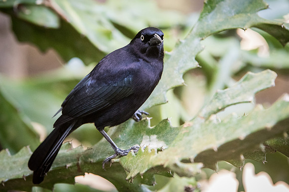 Carib Grackle (Blackbird)