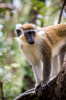 Green Monkey -2