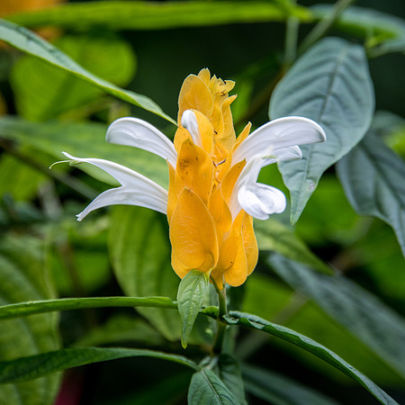 Hunte's Gardens -7