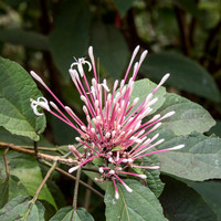 Flower Forest -4