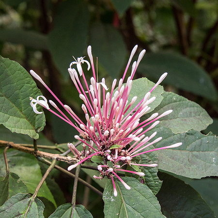 Flower Forest -4