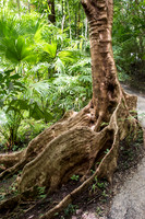 Flower Forest -11