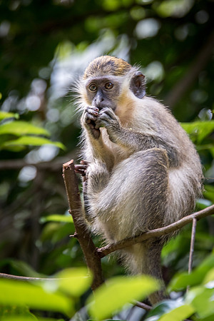 Green Monkey -1