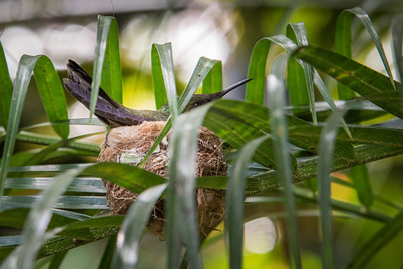 Hunte's Gardens -9