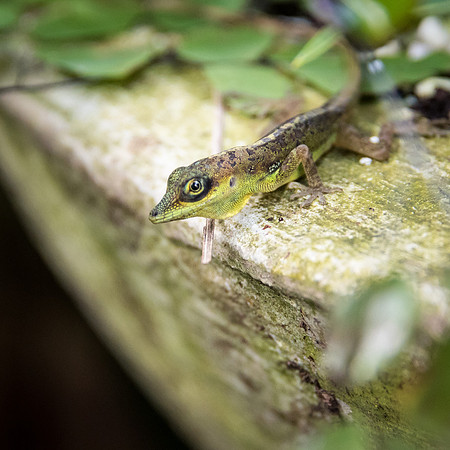 Hunte's Gardens -15