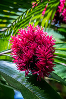 Flower Forest -1