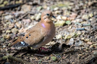 Zenaida Dove