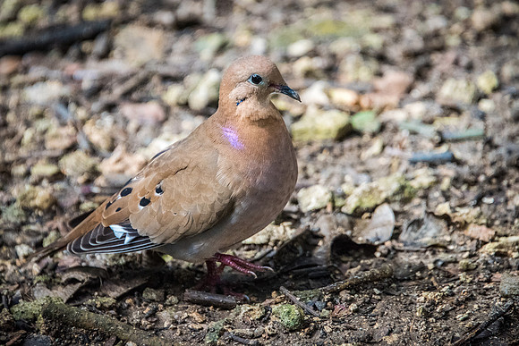 Zenaida Dove