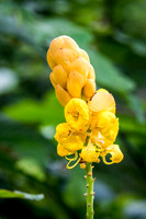 Flower Forest -7
