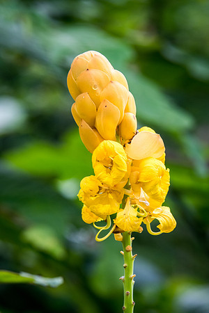 Flower Forest -7