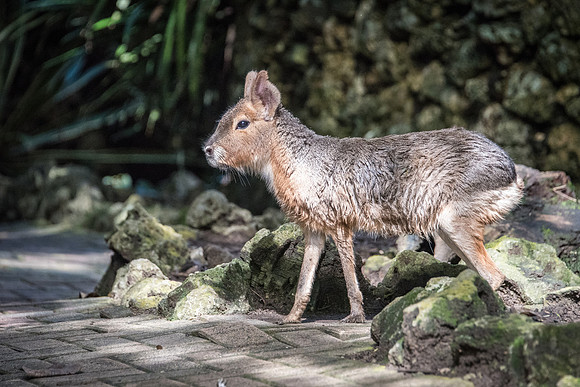 Agouti at Wildlife Reserve -2