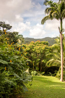 Flower Forest -6