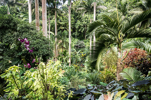 Hunte's Gardens -16