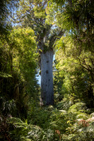 Giant Kauri Tree Waipoua Forest