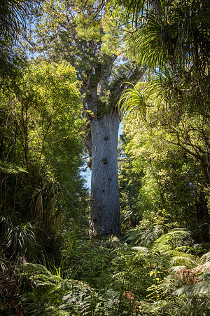 Giant Kauri Tree Waipoua Forest