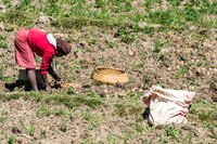 Picking Potatoes