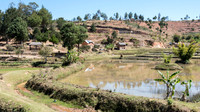 Paddy Fields -3