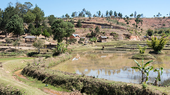 Paddy Fields -3