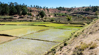 Paddy Fields -2