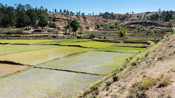 Paddy Fields -2