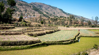 Paddy Fields -5