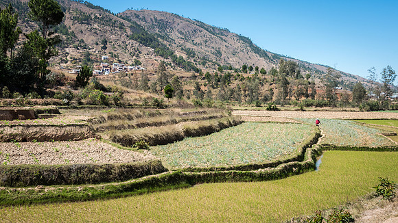 Paddy Fields -5