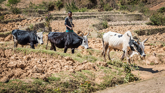 Zebu Cows