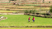 Paddy Fields -4