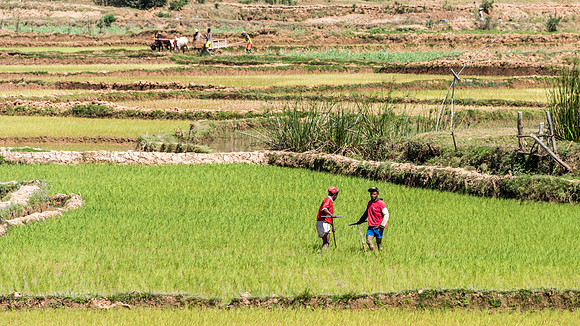 Paddy Fields -4