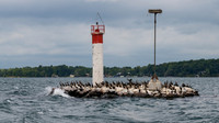 Lighthouse and Gannet Colony