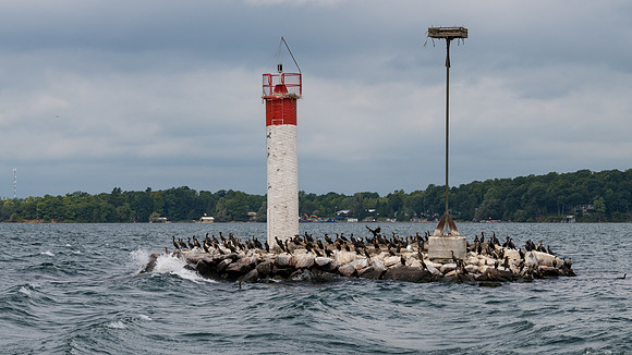 Lighthouse and Gannet Colony