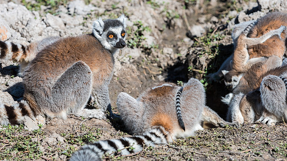 Ring Tailed Lemurs - Anja Community Reserve -5